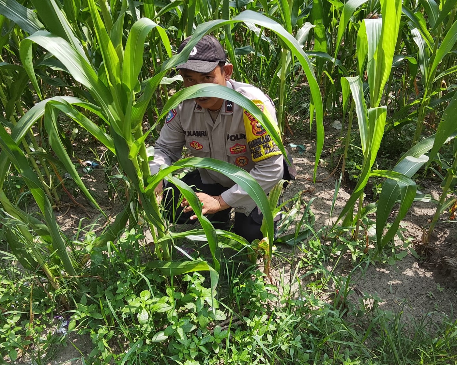 Bhabinkamtibmas Polsek Pkl Kerinci Monitoring Jagung Pipil 1 Ha di Lahan Asta Cita Kelompok Tani Makmur Jaya Bersama