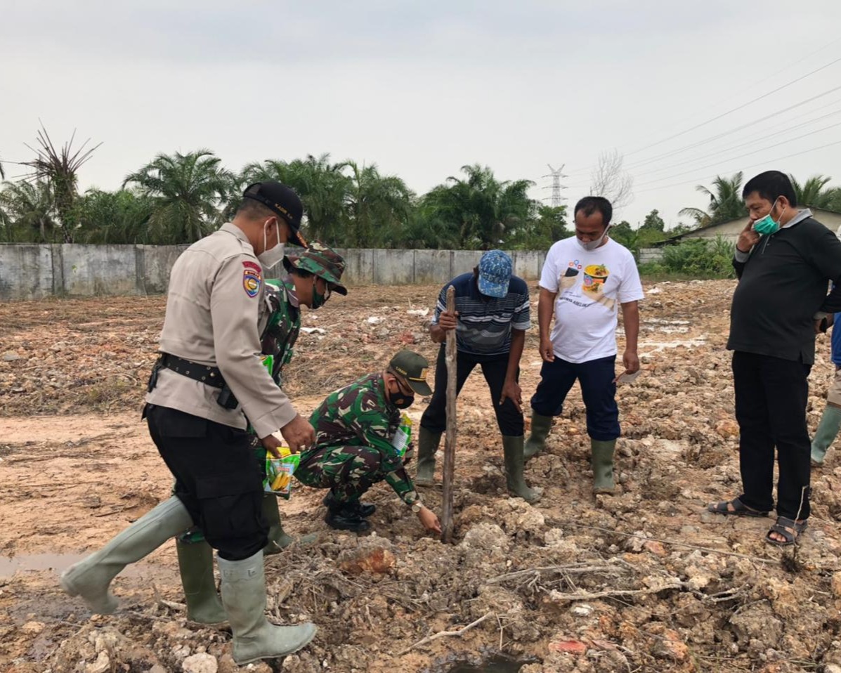 Jaga Stabilitas Ekonomi Ditengah Pandemi Covid-19, Kapolsek Payung Sekaki Bersama Camat Serta Danramil Laksanakan Penanaman Bibit Palawija di Lahan Satu Hektar