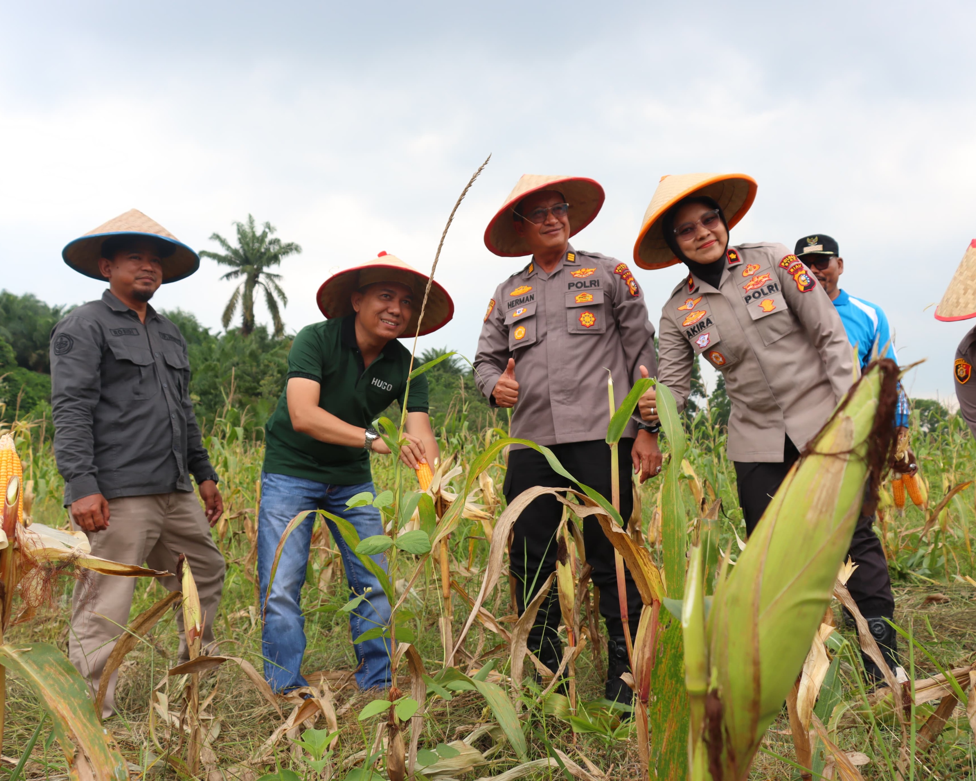 Polres Siak Ikuti Panen Raya Jagung Serentak Kuartal III, Kapolri Tekankan Dukungan Ketahanan Pangan Nasional