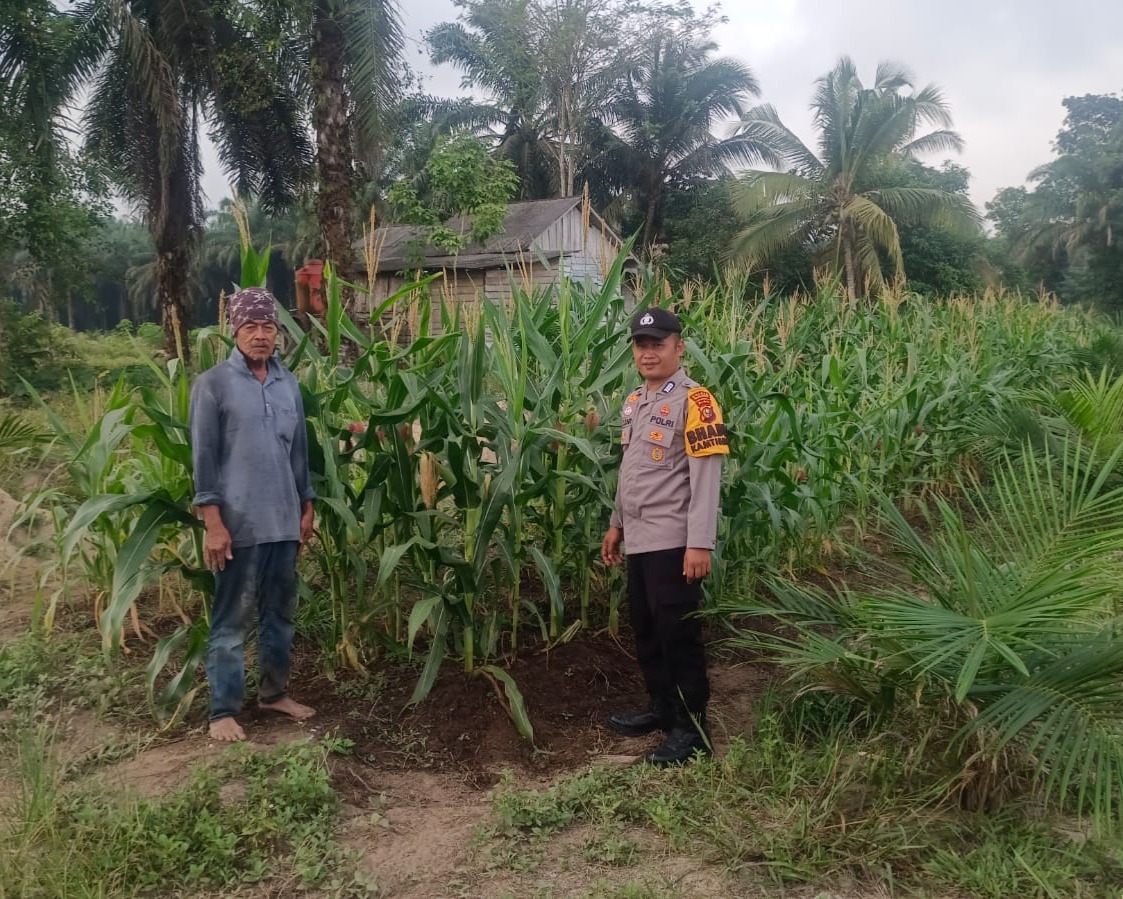 Bhabinkamtibmas Polsek Ukui Cek Pertumbuhan Jagung Pipil Di Lahan TKD Desa Kampung Baru, Dukung Program Ketahanan Pangan