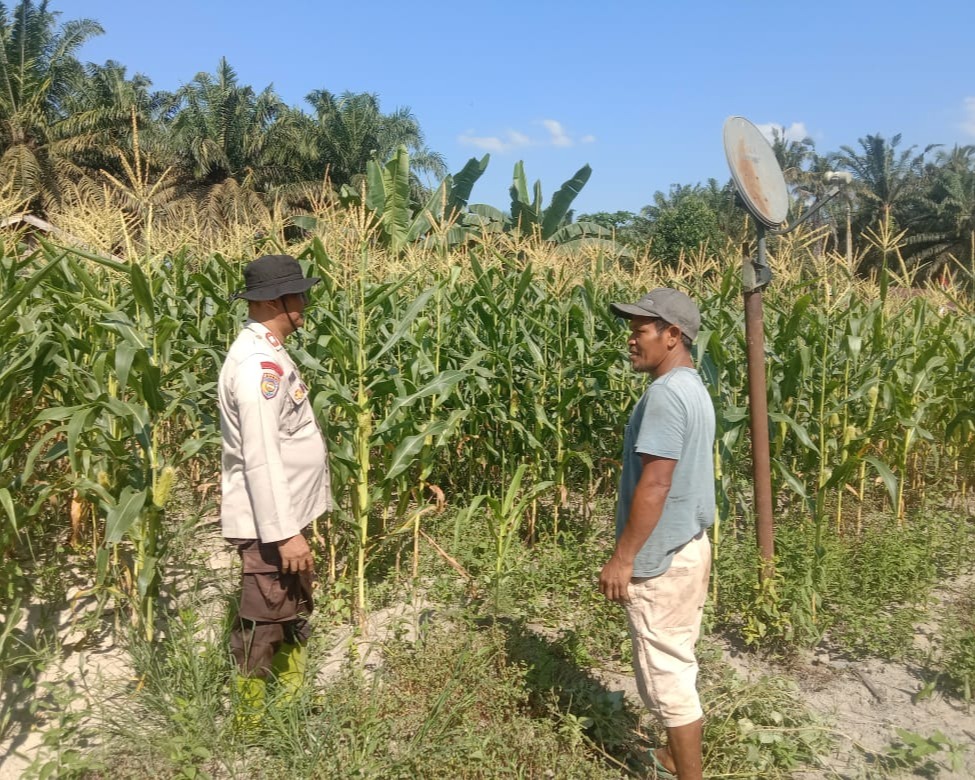 Polsek Ukui Kawal Tanaman Jagung Dalam Ketahanan Pangan Di Bagan Limau
