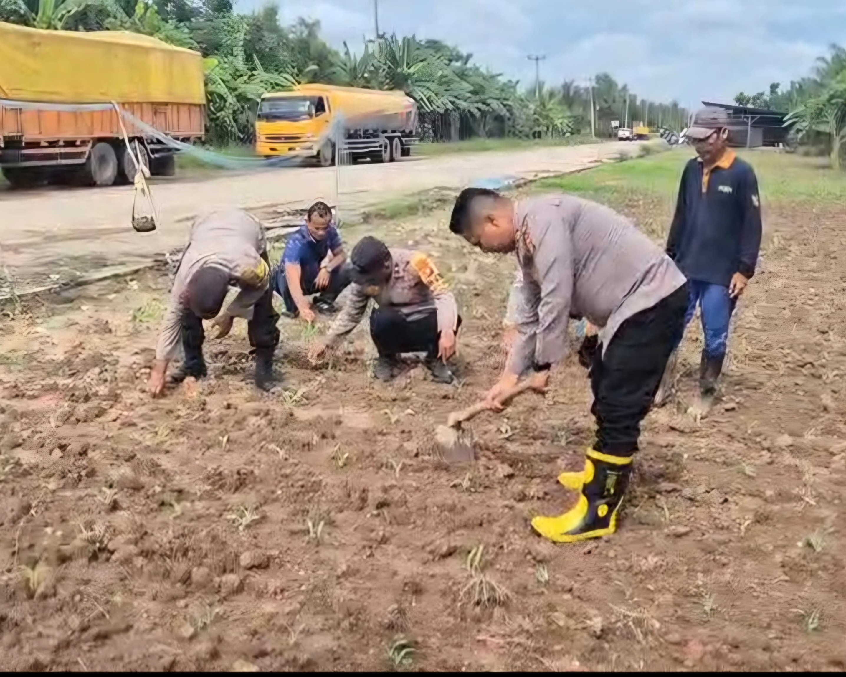 Dukung Ketahanan Pangan Nasional Kapolsek Sungai Sembilan Beserta Anggotanya Tinjau Lahan Tanaman Jagung Pipil Milik Warga