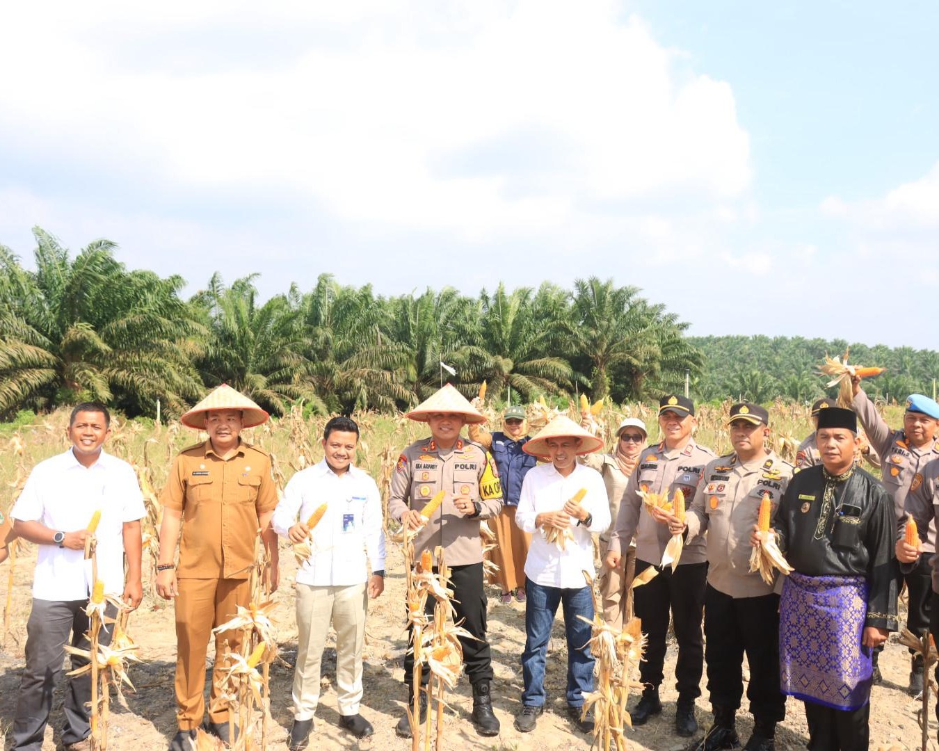Dukung Swasembada Pangan, Kapolres Siak Hadiri Panen Jagung Di Lahan PTPN IV Regional III Lubuk Dalam
