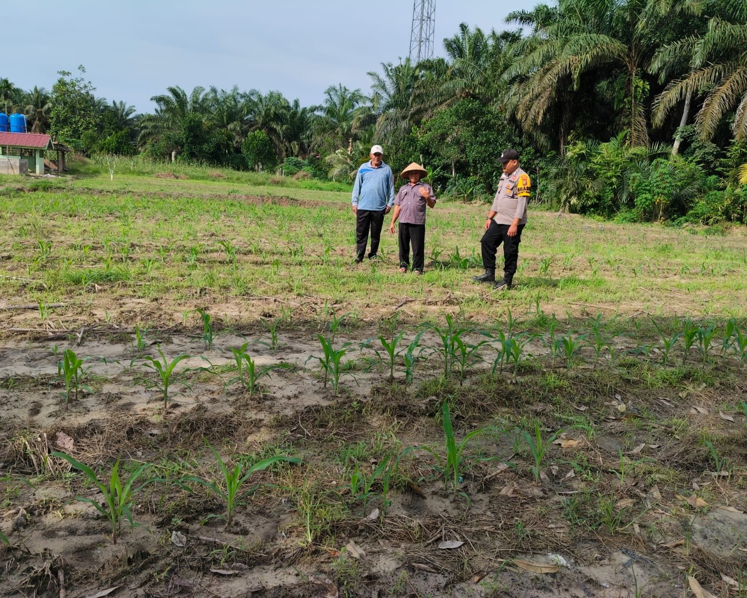 Polsek Ukui lakukan pendampingan  kekebun, Pupuk Jagung Bukit Gajah Untuk Ketahanan Pangan Ukui