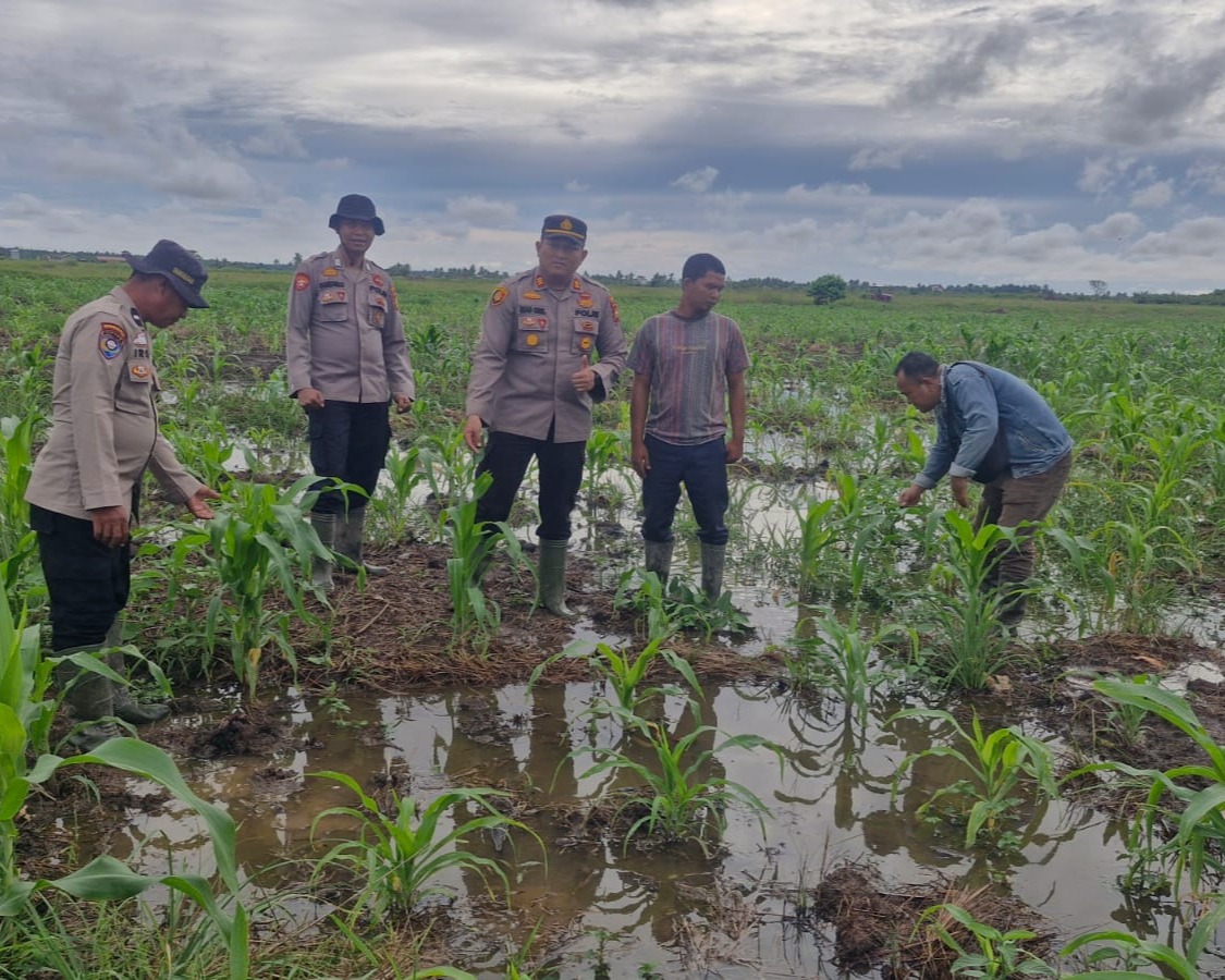 Polsek Kuala Kampar Kawal 15 Ha Jagung Pipil Di Sungai Solok dalam rangka Swasembada Pangan